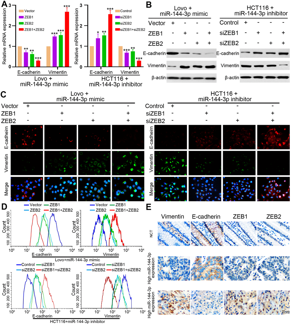 ZEB1 and ZEB2 collaboratively mediated the effect of miR-144-3p on CRA cell EMT. (A) qRT-PCR analysis of E-cadherin and vimentin expression in LovomiR-144-3p mimic cells with overexpression of ZEB1 or/and ZEB2, and in HCT116miR-144-3p inhibitor cells with knockdown of ZEB1 or/and ZEB2. (B) Protein expression of E-cadherin and vimentin in indicated CRA cells was tested by Western blot analysis. Immunofluorescence (C) and flow cytometry (D) analysis of E-cadherin and vimentin expression in LovomiR-144-3p mimic cells with overexpression of ZEB1 or/and ZEB2, and in HCT116miR-144-3p inhibitor cells with knockdown of ZEB1 or/and ZEB2. (E) Representative IHC images of serial sections showed the expression of E-cadherin, vimentin, ZEB1, ZEB2 in NCMTs and CRATs with high miR-144-3p expression or low miR-144-3p expression determined by the cut-off value of qRT-PCR. *, PPP 