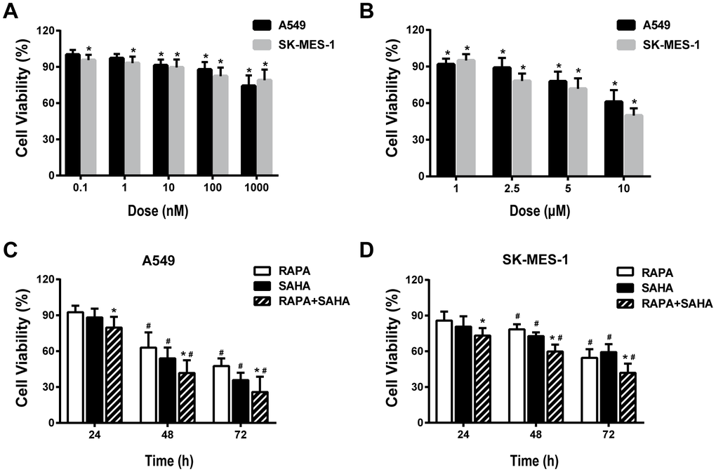 Cytotoxic effects of combination treatment with RAPA or/and SAHA in NSCLC cells. Cell viabilities were assessed by the cell counting kit-8 (CCK-8). (A, B) Concentration-dependent effects of RAPA (A) and SAHA (B) on the viability of two NSCLC cells (A549, SK-MES-1) for 24h. *pC, D) Time-dependent effects of RAPA (100nmol/L) or/and SAHA (2.5μmol/L) on the viability of A549 (C) and SK-MES-1 (D) cells. *p#p