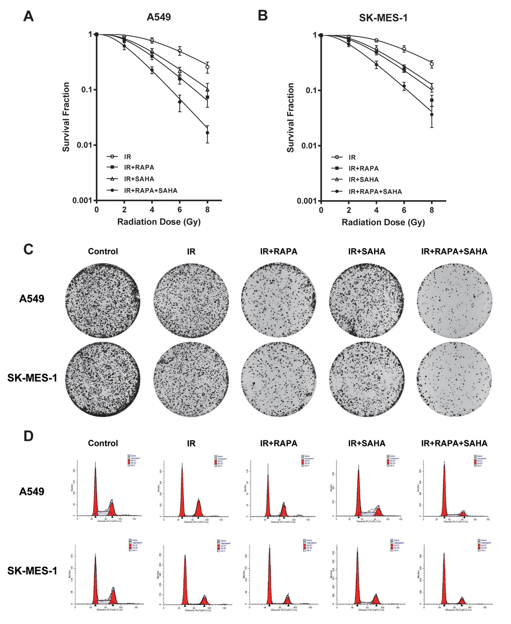 Cytotoxic effects of combination treatment with RAPA or/and SAHA in irradiated NSCLC cells. Survival fractions were assessed by the colony formation assay. (A, B) The radiation dose-response survival curves after 24h of treatment with RAPA (100nmol/L) or/and SAHA (2.5μmol/L) in two NSCLC cells A549 (A), SK-MES-1 (B). (C, D) Colony formation assay (C) and flow cytometry analysis of the cell cycle (D) in two NSCLC cells (A549, SK-MES-1) resulting from IR (4Gy) after treatment with RAPA (100nmol/L) or/and SAHA (2.5μmol/L) for 24h.