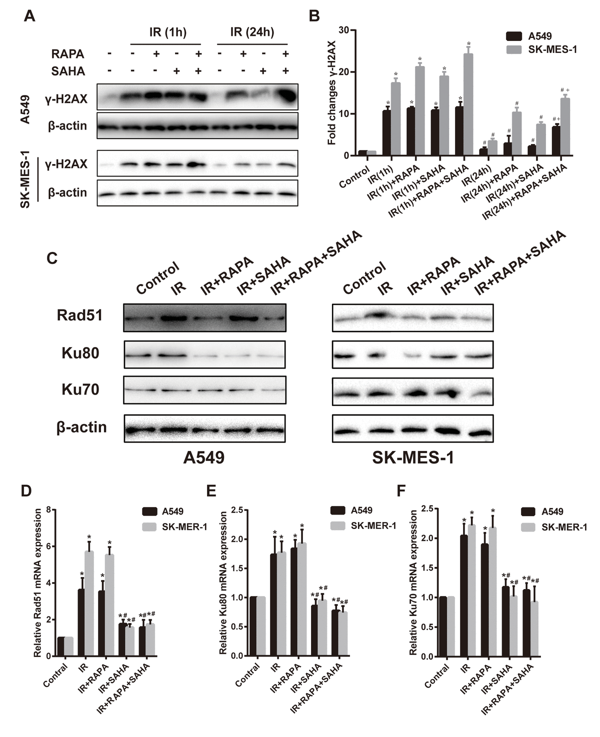 Effects of combination treatment with RAPA and SAHA on DNA damage and repair after IR in NSCLC cells. (A, B) the protein level of γ-H2AX was determined by western blot analysis. Two NSCLC cells (A549, SK-MES-1) were treated with RAPA (100nmol/L) or/and SAHA (2.5μmol/L) for 24h and were subsequently exposed to IR (4Gy), the γ-H2AX protein was tested at 1h and 24h after IR. *p#p+pC–F) the protein (C) and mRNA level of Rad51 (D), Ku80 (E), Ku70 (F) were determined by western blot and RT-qPCR analysis. Two NSCLC cells (A549, SK-MES-1) were treated with RAPA (100nmol/L) or/and SAHA (2.5μmol/L) for 24h and were subsequently exposed to IR (4Gy) and were tested after 4h. *p#p