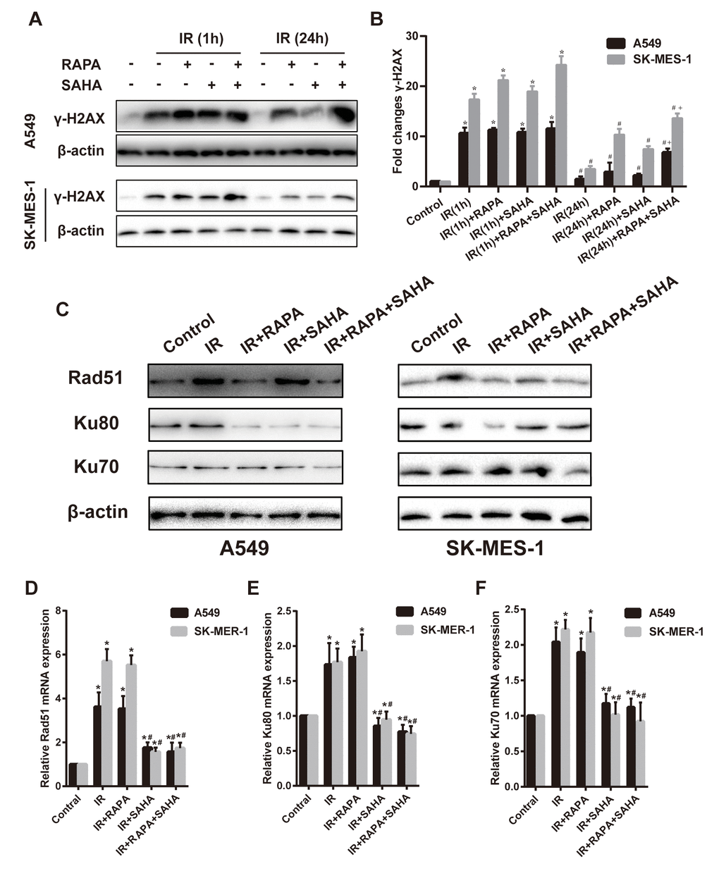 Effects of combination treatment with RAPA and SAHA on DNA damage and repair after IR in NSCLC cells. (A, B) the protein level of γ-H2AX was determined by western blot analysis. Two NSCLC cells (A549, SK-MES-1) were treated with RAPA (100nmol/L) or/and SAHA (2.5μmol/L) for 24h and were subsequently exposed to IR (4Gy), the γ-H2AX protein was tested at 1h and 24h after IR. *p#p+pC–F) the protein (C) and mRNA level of Rad51 (D), Ku80 (E), Ku70 (F) were determined by western blot and RT-qPCR analysis. Two NSCLC cells (A549, SK-MES-1) were treated with RAPA (100nmol/L) or/and SAHA (2.5μmol/L) for 24h and were subsequently exposed to IR (4Gy) and were tested after 4h. *p#p