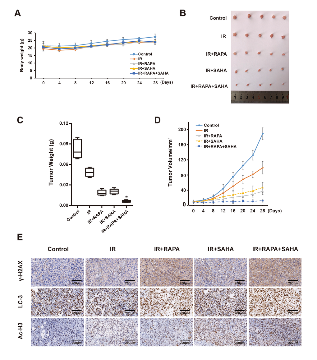 Effects of combination treatment with RAPA and SAHA on A549 xenografts model after receiving IR. (A) Bodyweight in A549 cell xenografts measured every 4 days. (B, C) Specimens and tumor weight of A549 cell xenograft after different treatments for 28 days. (D) Tumor volume of A549 cell xenograft in nude mice measured every 4 days. (E) Immunohistochemical staining of γ-H2AX, LC3 and Ac-H3 in A549 cell xenografts (×200).