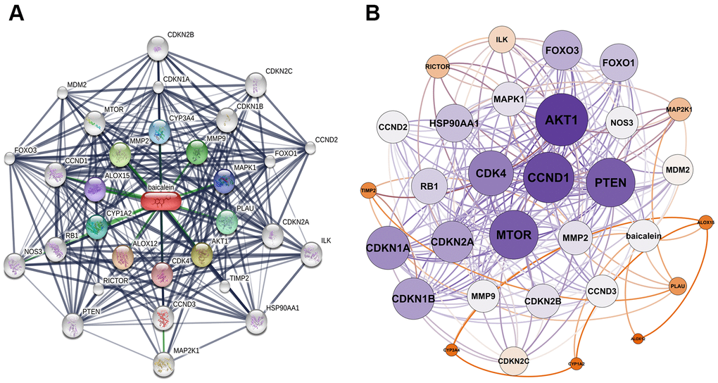 Identification of baicalein-targeted genes. (A) Identification of 30 baicalein-targeted genes using STITCH database. (B) Weighted interaction network analysis of baicalein-targeted genes using the STITCH database. The weights of AKT1, CCND1, MTOR, and PTEN were highest among BN-targeted genes.