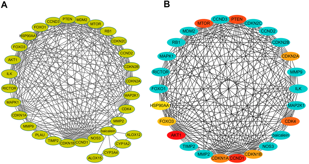 PPI network of baicalein-targeted genes. (A) PPI network of baicalein-targeted genes constructed using Cytoscape. (B) A list of baicalein-targeted genes in the PPI network ranked by degree connectivity. As shown, the top ten baicalein-targeted genes by degree connectivity were AKT1, CCND1, PTEN, MTOR, CDK4, CDKN1A, CDKN1B, CDKN2A, FOXO3, and FOXO1.