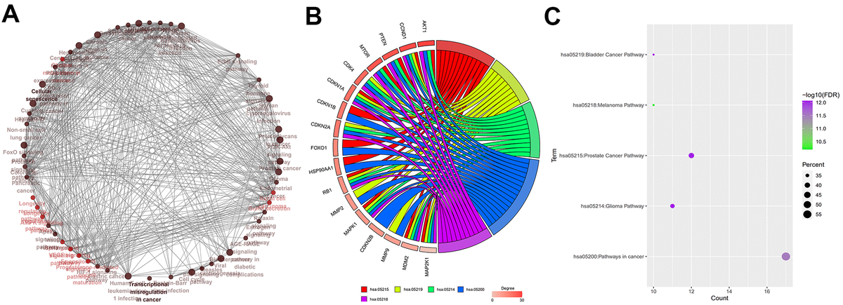 Identification of hub genes. (A) Relationship and interactions between baicalein-targeted genes in the top 5 enriched KEGG pathways. (B) Functional enrichment analysis results of baicalein-targeted genes. CCND1, CDKN1A, RB1, MAPK1, MDM2, and MAP2K1 were common to all the top five shared KEGG pathways and were designated as hub genes. The top five genes based on degree connectivity were AKT1, CCND1, PTEN, MTOR, and CDK4. (C) The FDR values, gene numbers, and rich factor values (ratio of the number of enriched DEGs in the KEGG pathway category compared to the total number of genes in that category) of the top five shared KEGG pathways.