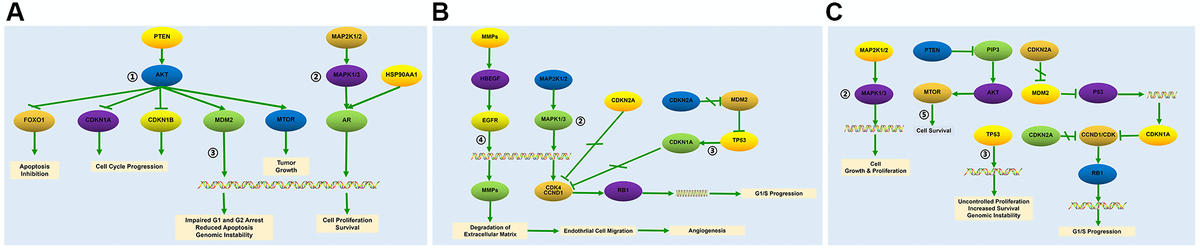 Baicalein-targeted genes in the top three KEGG pathways. The list of baicalein-targeted genes among (A) PI3K-AKT, MAPK, and p53 signaling pathway genes enriched in prostate cancer; (B) MAPK, p53, and ErbB signaling pathway genes enriched in bladder cancer, and (C) MAPK, p53, and mTOR signaling pathway genes enriched in pathways in cancer.