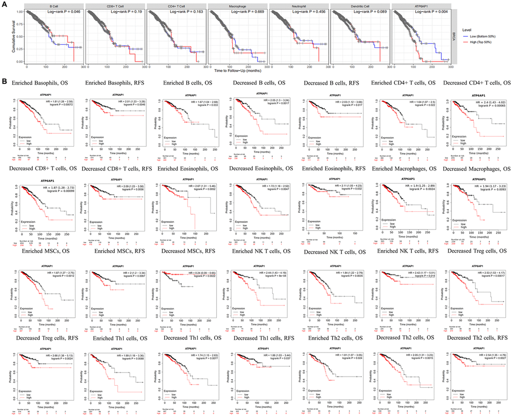 Survival curves based on ATP6AP1 levels stratified according to TIIC levels in BC samples from TIMER and Kaplan-Meier Plotter. (A) Data from TIMER (n = 1100). (B) Data from Kaplan-Meier Plotter.