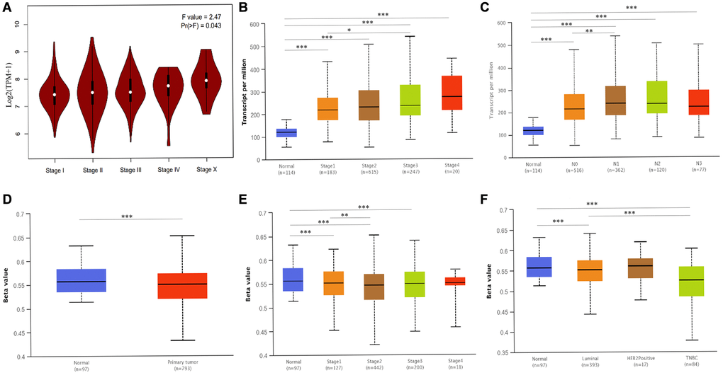 Associated clinicopathological factors and promoter methylation levels of ATP6AP1 in BC. (A) ATP6AP1 levels in various pathological substages of BC in GEPIA. (B) ATP6AP1 levels in different disease stages of BC in UALCAN. (C) The correlation between lymph node metastasis and ATP6AP1 expression in BC. (D) ATP6AP1 promoter methylation profiles of different sample types. (E) ATP6AP1 promoter methylation levels of different BC disease stages. (F) ATP6AP1 promoter methylation levels of different major subclasses of BC. *P **P ***P 