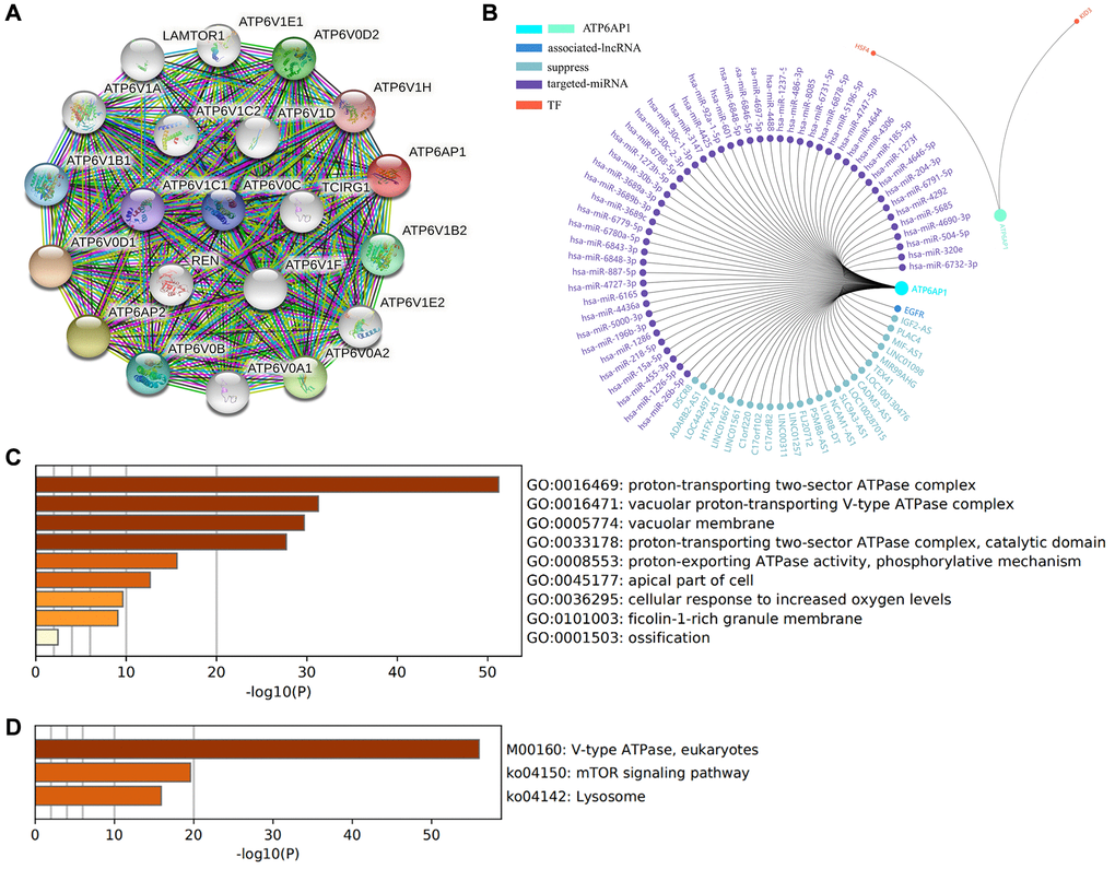 Functional enrichment and regulatory network analyses of ATP6AP1. (A) The protein-protein interaction network of ATP6AP1. (B) Regulatory network analysis conducted in GCBI. (C) GO functional analysis. (D) KEGG pathway analysis.
