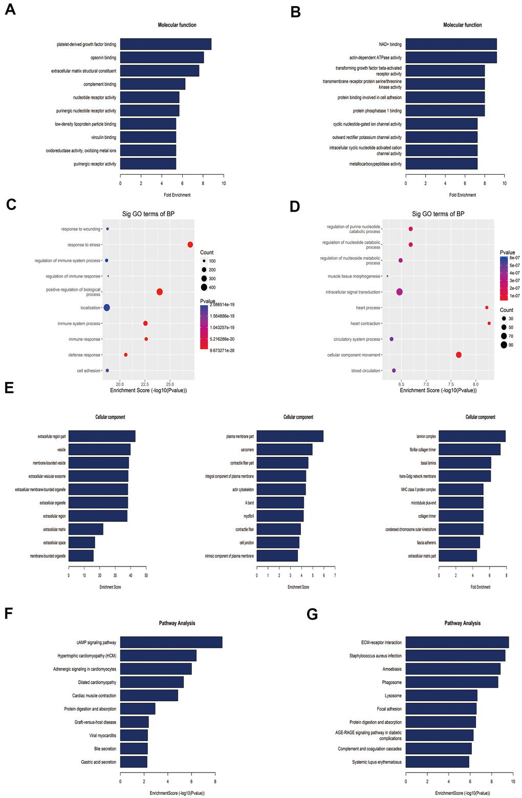 Gene ontology and Kyoto Encyclopedia of Genes and Genomes analyses of coding genes harboring differentially methylated N6-methyladenosine sites. (A) Bar plot showing the top ten enrichment scores of the molecular function for the up-methylated genes. (B) Bar plot showing the top ten enrichment scores of molecular functions of the down-methylated genes. (C) The top ten gene ontology terms of biological processes were significantly enriched for the up-methylated genes. (D) The top ten gene ontology terms of biological process significantly enriched for down-methylated genes. (E) In the cellular component category, the lung tissues of rats mainly contain genes with DMMSs. (F) Bar plot showing the top ten enrichment scores of the significant enrichment pathway for the up-methylated genes. (G) Bar plot showing the top ten enrichment scores of the significant enrichment pathways of the down-methylated genes.