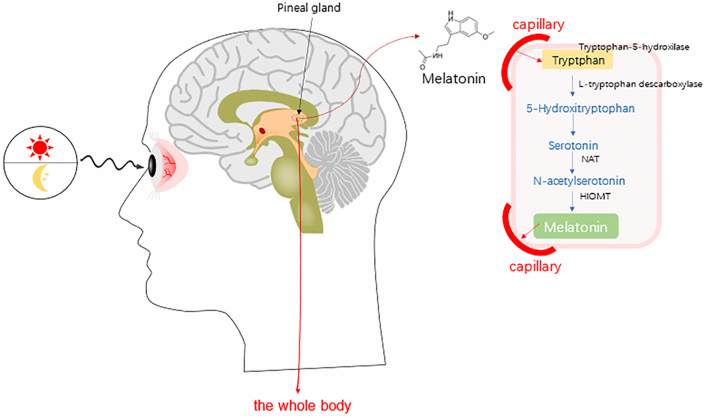 Synthesis of melatonin (MT) in human whole body [10]. Abbreviations: NAT, serotonin-N-acetyl transferase; and HOMT, hydroxyindole-O-methyltransferase.