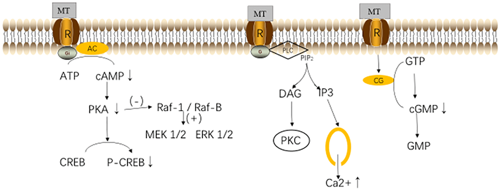 Melatonin (MT) receptors and their pathways. Abbreviations: MT, melatonin; R, melatonin receptor; AC, Adenylyl Cyclase; ATP, adenosine triphosphate; cAMP, cyclic adenosine monophosphate; PKA, protein kinase A; CREB, responsive element binding protein; PLC, phospholipase C; PIP2, phosphatidylinositol 4,5-bisphosphate; DAG, diacylglycerol; CG, guanylyl Cyclase; GTP, guanosine triphosphate; and GMP, guanosine monophosphate [31].