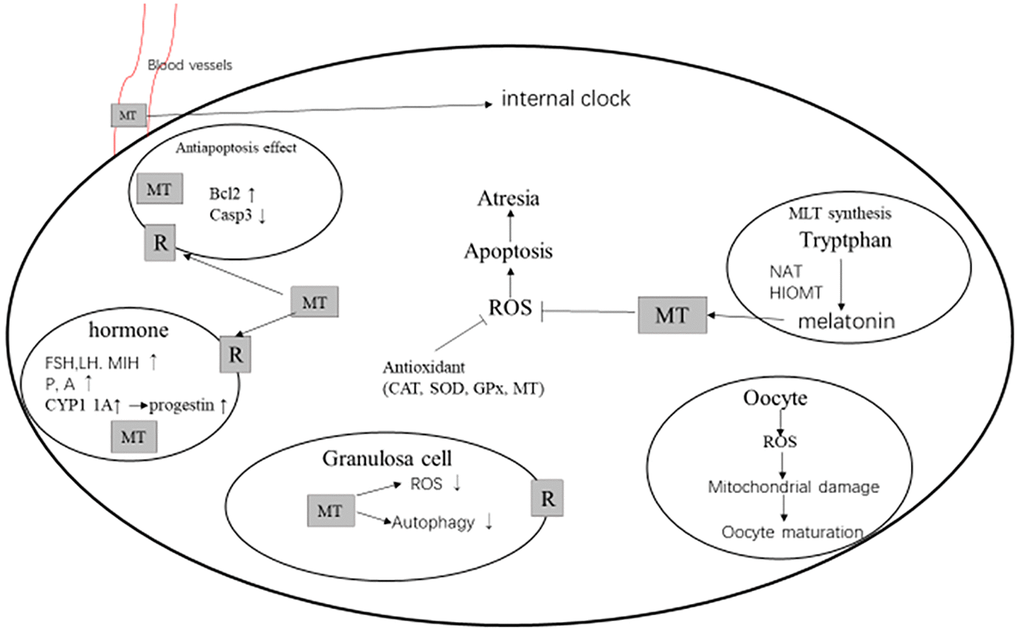 MT and follicular development [74,75]. Abbreviations: MT, melatonin; R, melatonin receptor; ROS, reactive oxygen species; CAT, catalase; SOD, superoxide dismutase; GPx, glutathione peroxidase; FSH, follicle stimulating hormone; LH, luteinizing hormone; MIH, maturation-inducing hormone; P, progestational hormone; A, androstenedione; NAT, N-acetyltransferase; and HOMT, hydroxyindole-O-methyltransferase.