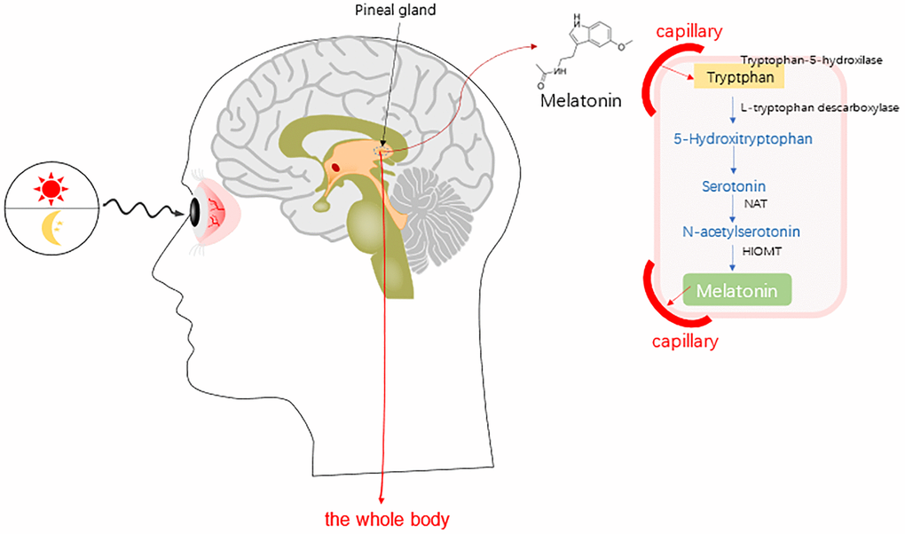 Research progress of melatonin (MT) in improving ovarian function