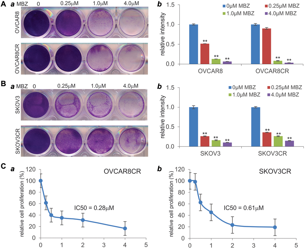 Mebendazole (MBZ) effectively inhibits the cell viability and proliferation of human CR ovarian cancer lines. (A and B) Crystal violet cell viability assay. Subconfluent OVCAR8 and OVCAR8CR (A) and SKOV3 and SKOV3CR (B) were treated with the indicated concentrations of MBZ. At 72 h post treatment, cells were fixed and subjected to crystal violet staining (a). Representative results are shown. The stained cells were dissolved and measured quantitatively for optical absorbance (b). **p C) WST-1 cell proliferation assay. Subconfluent OVCAR8CR (a) and SKOV3CR (b) cells were seeded in 96-well plates and treated with MBZ at the indicated concentrations. At 72 h after treatment, the WST-1 regent (Takara BIO USA, Inc.) was added to each well, and incubated for 2 h prior to the absorbance reading of each well. The IC50 values were calculated by using the AAT Bioquest online tools. All assay conditions were done in triplicate.