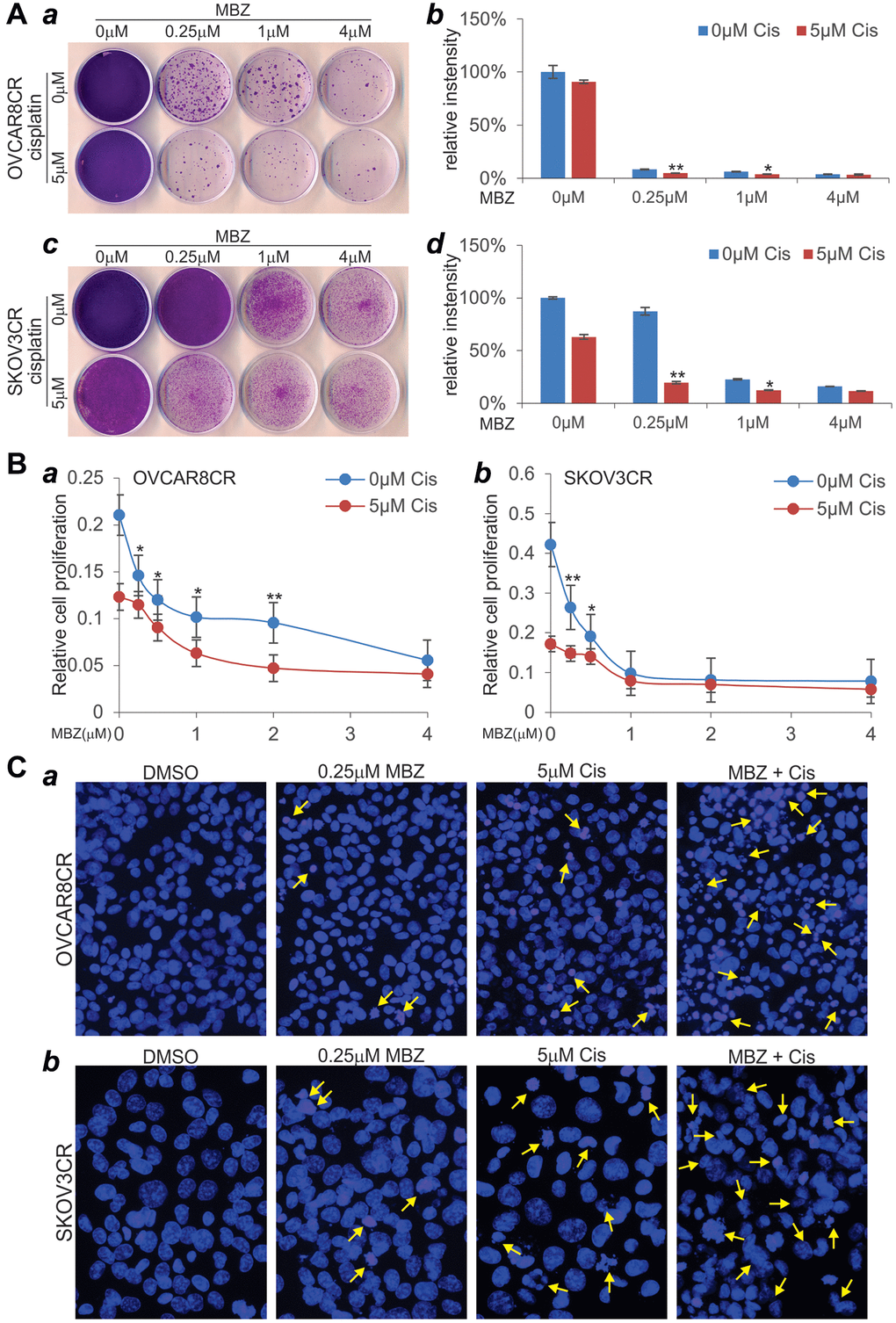 MBZ synergizes with cisplatin to inhibit cell proliferation and induce apoptosis in the human CR ovarian cancer cells. (A) Colony formation and crystal violet cell viability assay. Subconfluent OVCAR8CR (a, b) and SKOV3CR (c, d) cells were treated with MBZ and cisplatin at the indicated concentrations. At 72 h post treatment, the cells were replated for colony formation for 10 days, followed by crystal violet staining (a, c). Each assay condition was done in triplicate. Representative results are shown (a, c). The stained cells were dissolved in acetic acid and quantitatively measured for optical absorbance (b, d). *p **p B) WST-1 cell proliferation assay. Subconfluent OVCAR8CR (a) and SKOV3CR (b) cells were seeded into 96-well cell culture plates, and treated with DMSO, cisplatin and/or MBZ at the indicated concentrations. At 72 h post treatment, WST-1 working mix was added to each well and incubated for 2h prior to absorbance reading at 450nm. Each assay condition was done in triplicate. *p **p C) Cell apoptosis assay. Subconfluent OVCAR8CR (a) and SKOV3CR (b) cells were seeded into 6-well cell culture plates, and treated with DMSO, 5 μM cisplatin (Cis) and/or 0.25 μM MBZ. At 72 h, the cells were collected, fixed, stained with Hoechst33258, and examined under a fluorescence microscope. Representative images are shown. Representative apoptotic cells are indicated by arrows.