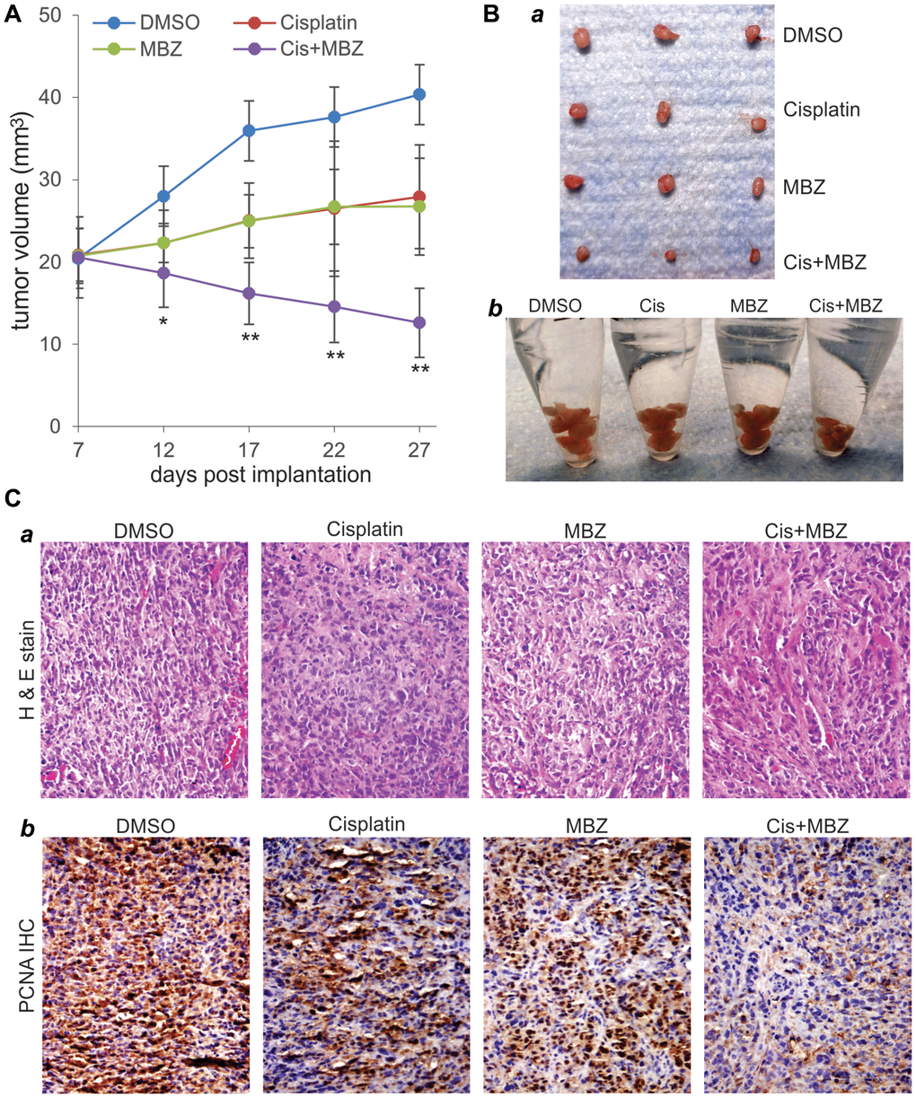 MBZ and cisplatin synergistically inhibit tumor growth in the xenograft tumor model of human CR ovarian cancer cells. Exponentially growing SKOV3CR cells were collected and subcutaneously injected into the flanks of athymic nude mice (n = 6 per group). At 7 days post injection, the mice were randomly divided into four groups, and treated with DMSO, MBZ, and/or Cisplatin (Cis) for three weeks. Tumor growth was monitored and average tumor growth was calculated. (A) Representative retrieved tumor masses were photographed individually (B-a) or pooled in Eppendorf tubes. (B-b) The retrieved tumor masses were subjected to H & E staining (C-a), and anti-PCNA immunochemical staining (C-b). Minus primary antibody and control IgG were used as negative controls. Representative results are shown.
