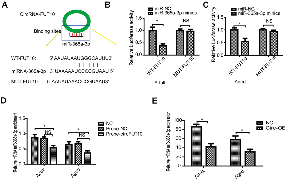 CircRNA FUT10 sponges miR-365a-3p. (A) starBase software was used to predict miR-365a-3p binding sites on circRNA FUT10. Dual-luciferase reporter assays validated the miR-365a-3p binding sites on circRNA FUT10 in (B) adult and (C) aged SkMSCs. (D) RNA pull-down assay results indicated that miR-365a-3p binding to circRNA FUT10 probes was enriched. (E) miR-365a-3p was analyzed by qPCR. Each bar represents the mean ± SEM. *P 