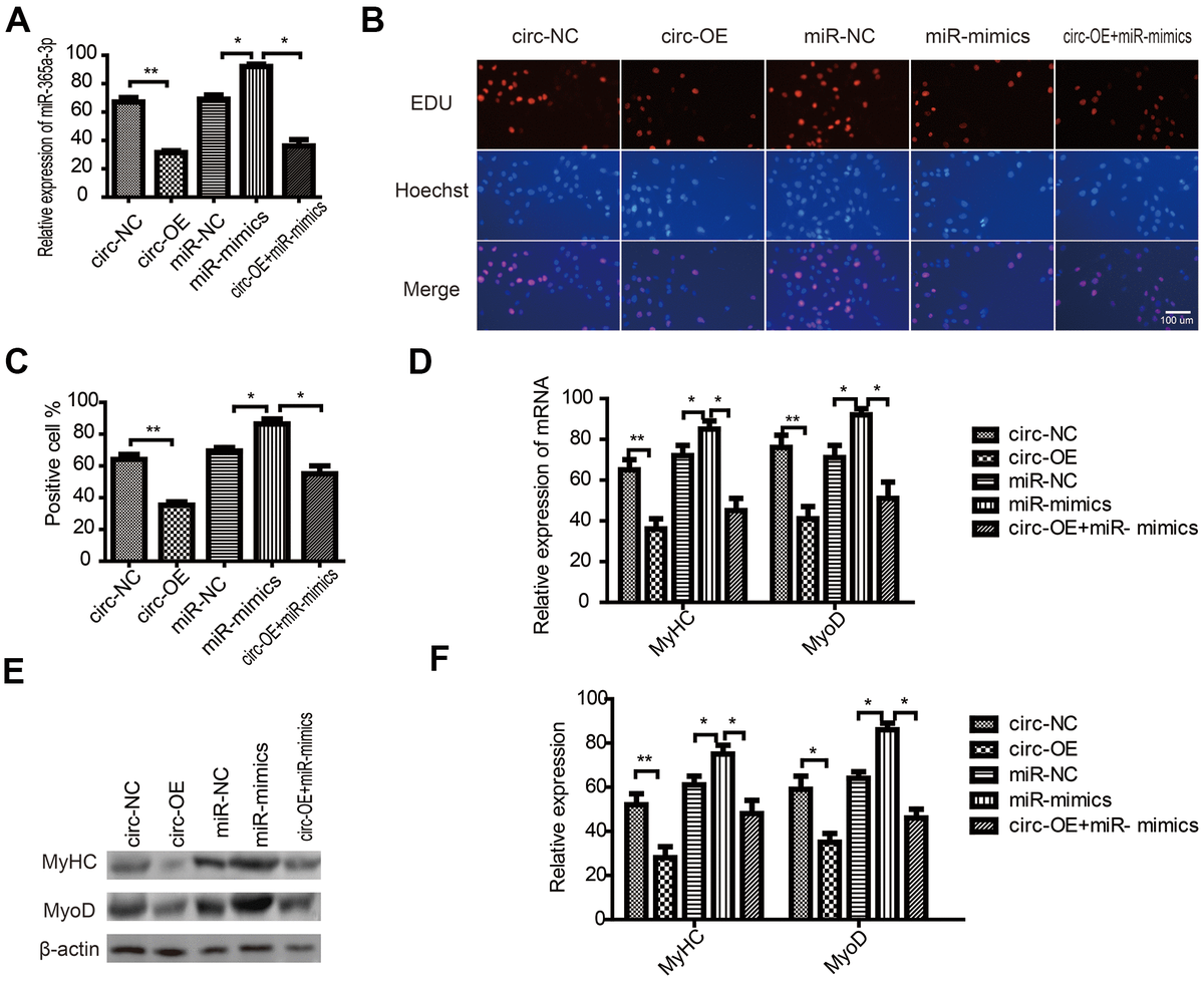 CircRNA FUT10 suppresses SkMSC proliferation and differentiation by targeting miR-365a-3p. (A) circRNA FUT10 overexpression vectors, miR-365a-3p mimics, and circRNA FUT10 + miR-365a-3p were transfected into SkMSCs. miR-365a-3p expression was examined by real-time qPCR. (B) EdU assay results indicated that upregulated circRNA FUT10 suppressed SkMSC proliferation by regulating miR-365a-3p. (C) Quantification of EdU-positive cells. (D) MyHC and MyoD mRNA were examined by real-time qPCR. (E) Western blot analysis showing MyHC and MyoD protein expression in different groups. (F) Quantification of MyHC and MyoD were normalized to β-actin. Each bar represents the mean ± SEM. *P 
