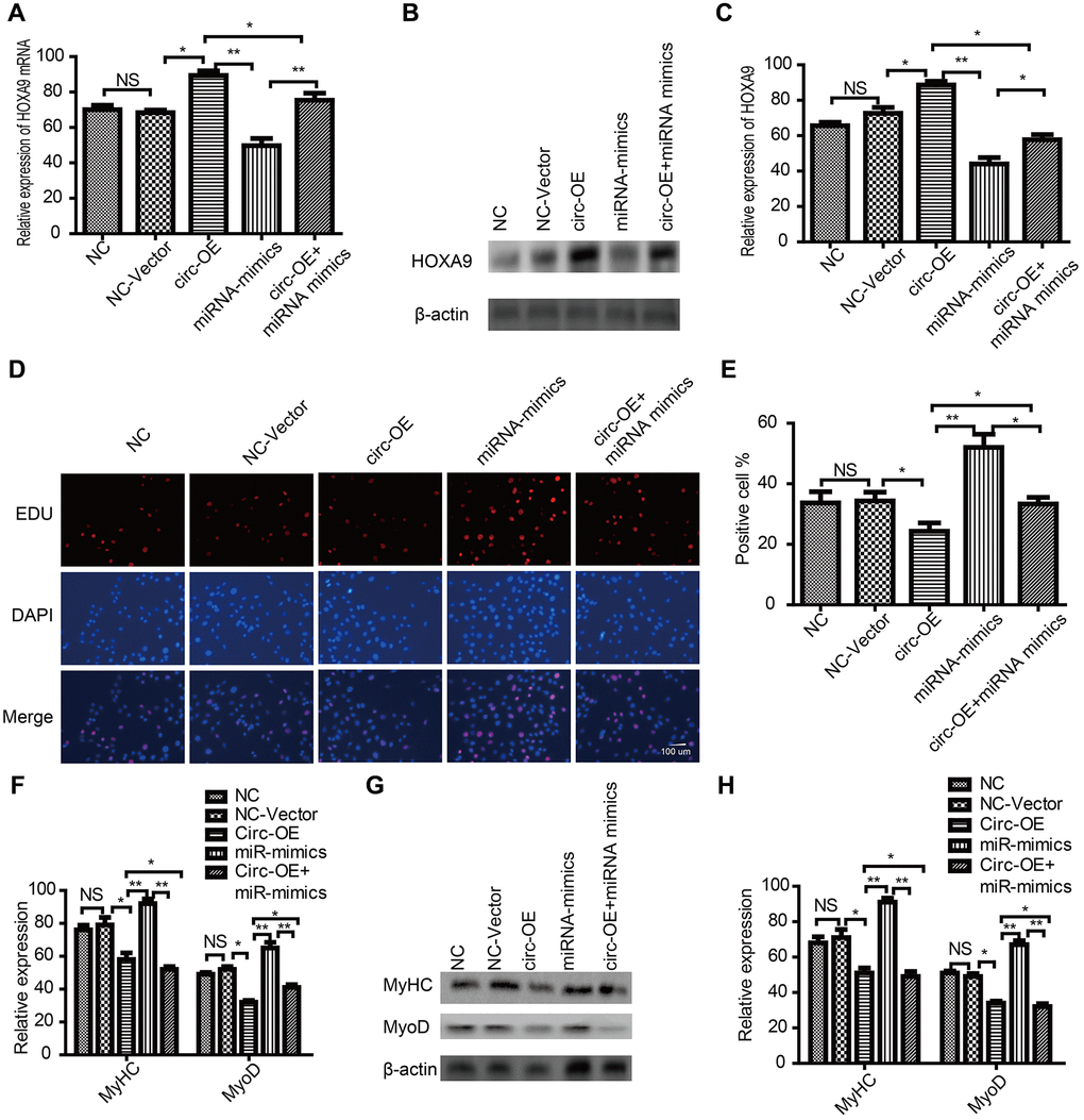 CircRNA FUT10 regulated HOXA9 by sponging miR-365a-3p. (A) SkMSCs were transfected with negative control (NC) miRNA, circRNA FUT10vector, miR-365a-3P mimic, (circ-OE), and circ-OE+miR-365a-3p. HOXA9 mRNA was examined by qPCR. (B) Western blot analysis showing HOXA9 protein expression in different groups. (C) Quantification of HOXA9 were normalized to β-actin. (D) SkMSC proliferation was measured by EdU assays. (E) Quantification of EdU-positive cells. (F) MyHC and MyoD mRNA were examined by real-time qPCR. (G) Western blot analysis showing MyHC and MyoD protein expression in different groups. (H) Quantification of MyHC and MyoD were normalized to β-actin. *P 