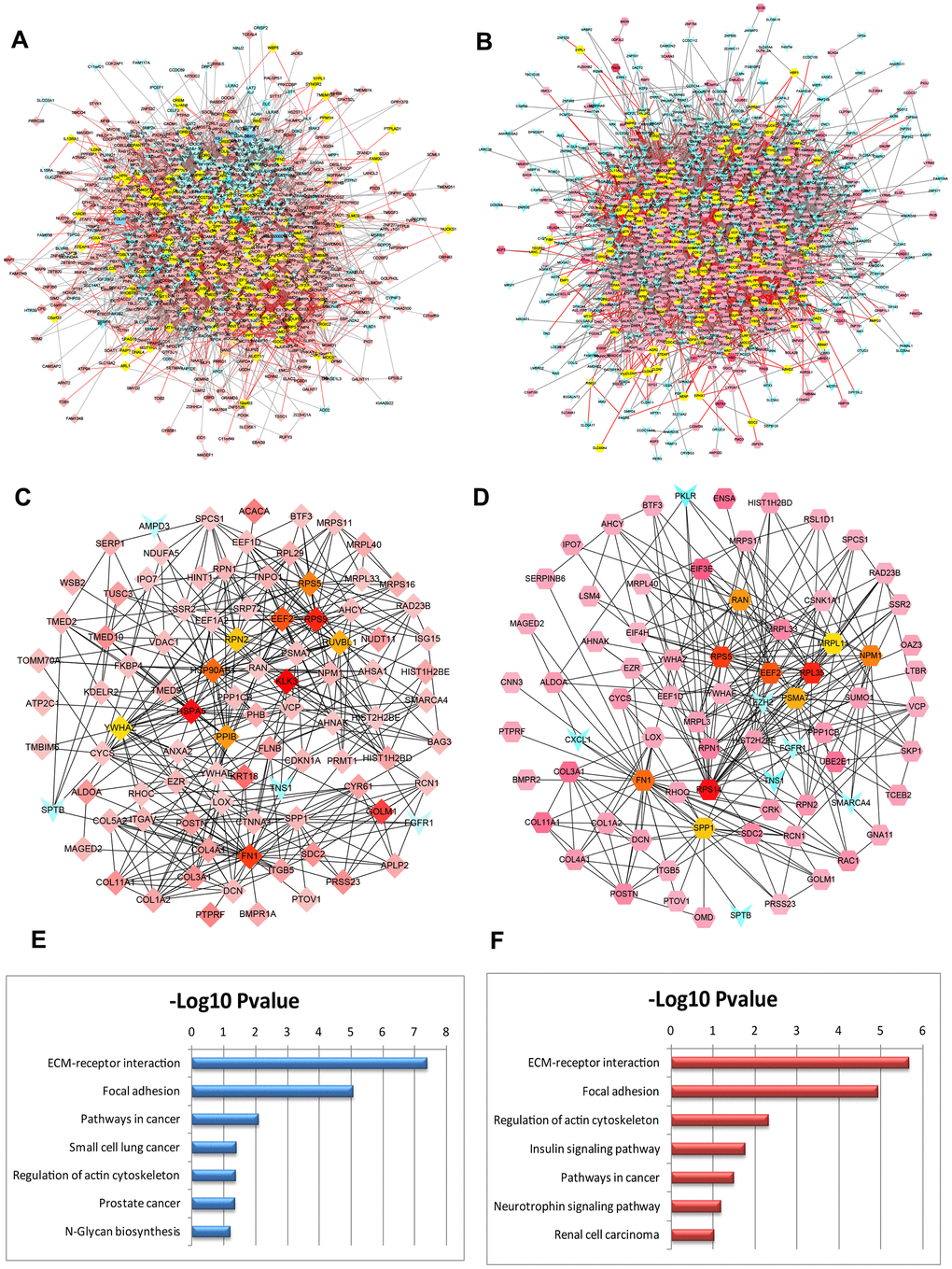 PPI networks constructed by the DEGs from BM PCa and pathway function enrichment. Deregulated gene networks of GSE32269 (A) and GSE77930 (B). (C) Network of significant hub proteins screened from GSE32269. (D) Network of significant hub proteins screened from GSE77930. Red and green intensities indicate the degree of upregulation and downregulation, respectively. (E) Pathway enrichment in network C. (F) Pathway enrichment in network D.
