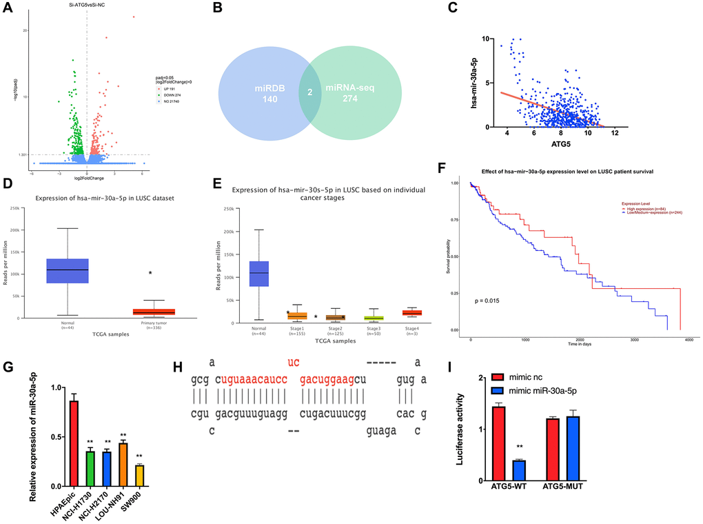 miR-30a-5p suppresses ATG5-mediated autophagy in LUSC. (A) DEmiRNA volcano map of siATG5 and siSRC SW900 group based. (B) Venn diagram of predicted upstream down-regulated DEmiRNAs for ATG5. (C) Pearson correlation analysis of ATG5 and miR-30a-5p; (D) The miR-30a-5p expression was down regulated in tumor group (red) compared with normal samples (blue); (E) Box plots of miR-30a-5p expression in different clinical stages of LUSC; (F) Survival curves of miR-30a-5p expression for prognosis. Red indicates high expression group and blue indicates low expression group; (G). Expression of miR-30a-5p in HPAEpic cell line and LUSC cell lines. (H) Binding sites of miR-30a-5p and 3‘UTR of ATG5; (I) Dual-luciferase reporter gene assay was used to determine the targeted binding of miR-30a-5p and ATG5.