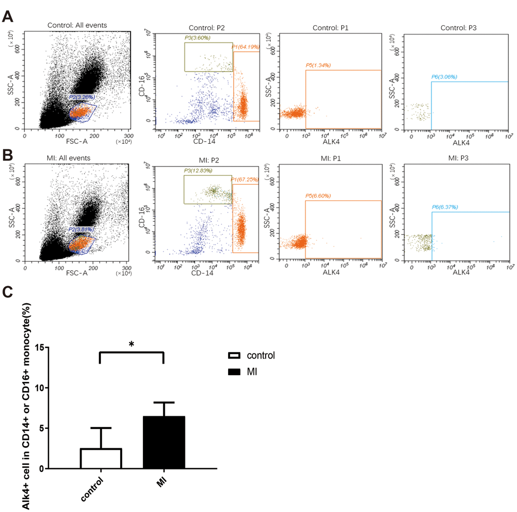 Upregulated ALK4 expression in peripheral blood mononuclear cells of AMI patients. Flow cytometry analysis of human peripheral blood mononuclear cells were showed. PBMCs were isolated from acute myocardial infarction patient (A) and healthy person (B). ALK4, CD16 and CD14 were detected (n=9, each group). (C) Bar graph presenting the number of ALK4(+) cells in CD16(+) or CD14(+) monocytes in healthy controls and AMI patients, p=0.0011. *P 