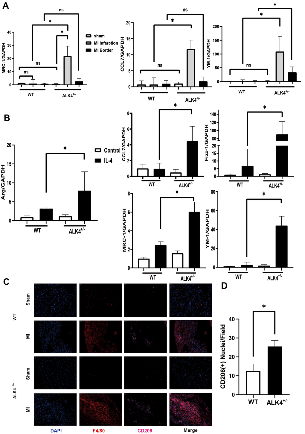 ALK4 haplodeficency promotes anti-inflammation response. (A) The mRNA expression of MRC-1, CCL7 and YM-1 were detected in WT and ALK4+/- mice on the 7th day post-MI (n=4 for each). (B) The mRNA expression of Arg, CCL7, Fizz-1, MRC-1 and YM-1 were detected in bone marrow derived macrophages from WT and ALK4+/- mice stimulated by IL-4 in 4 groups (n=4 for each). (C) CD206 expression in WT and ALK4+/- mice on the 7th day post-MI in immunofluorescence (n=4 for each). (D) The quantitative analysis of the CD206 expression in the MI group. * p