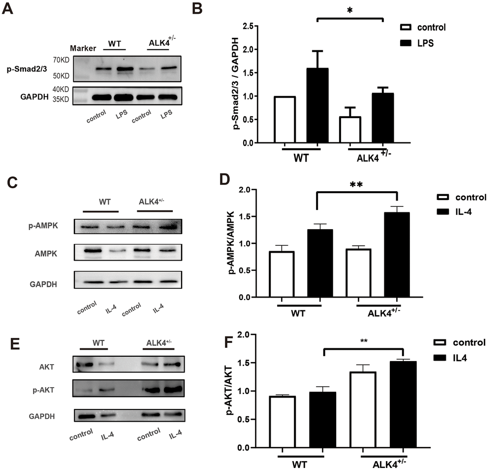 ALK4 haplodeficiency attenuates the activation of the Smad2/3 pathway and promotes activation of the AMPK pathway in macrophages. (A, B) Smad2/3 phosphorylation expression in macrophages deriving from the bone marrows of WT and ALK4+/- mice in 4 groups (n=4 for each). (C, D) AMPK expression in bone marrow derived macrophages from WT and ALK4+/- mice stimulated by IL-4 in 4 groups (n=4 for each). (E, F) ATK expression in bone marrow derived macrophages from WT and ALK4+/- mice stimulated by IL-4 in 4 groups (n=4 for each). * p
