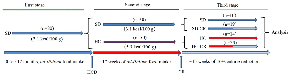 Generation of the experimental animals. CD-1 mice were fed ad libitum standard food (First stage) until they reached 12 months of age. Animals were separated into a group fed ad libitum standard food (SD) and ad libitum HCD (HC), for 17 weeks (Second stage). SD and HC animals were subdivided into control and experimental groups (Third stage). The experimental groups (SD-CR and HC-CR) were subjected to calorie restriction (CR) for 13 weeks before sacrifice.