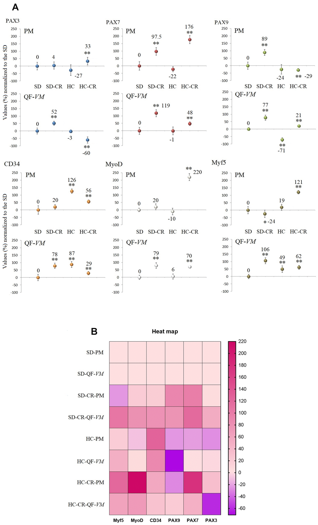 Gene expression of satellite markers. cDNA from PM and QF-VM was obtained with a Takara RR047Q kit. qPCR was performed with 100 ng of target DNA to measure PAX3, PAX7, PAX9, CD34, MyoD, Myf5, and 18s rRNA (reference gene) expression (A). For each gene expressed as percentage (%), the SD value was set to 0, and the compared samples were normalized to this level. Positive values represent upregulation. Negative values represent downregulation. Each marker was analyzed with SYBR Green fluorescence detection, and the transcript levels were normalized to those of the endogenous control 18s rRNA. The data are the mean ± s.d. *P B).