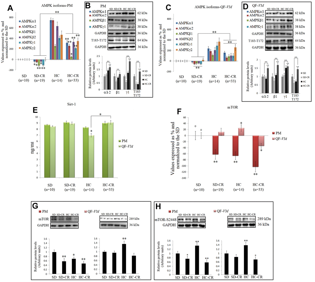 CR and the AMPK-SIRT1-mTOR network. AMPKs were analyzed by qPCR (mRNA levels) and Western Blot (protein levels) in pectoralis major (PM) (A, B) and quadriceps femoris vastus medialis (QF-VM) (C, D). SIRT1 was analyzed in PM and QF-VM (E) with the Mouse NAD-Dependent Deacetylase Sirtuin-1 (SIRT1) ELISA Kit (CUSABIO) for quantitative determination, according to the assay kit protocol (Supplementary Material 3). Values are expressed in ng/ml. mTOR mRNA in PM and QF-VM (F). Immunoblot results and protein expression of mTOR (G) and mTOR-S2448 (H) in PM and QF-VM. For the qPCR assay, each primer was analyzed with SYBR Green fluorescence detection and the transcript levels, expressed as a %, were normalized to those of the endogenous control 18s rRNA. Protein expressions were obtained by Western Blot analysis and quantified with Image Lab 6.1 software. SD expression was set as 1 and the relative protein levels were normalized as a ratio of GAPDH expression. The data are the mean ± s.d. *P 