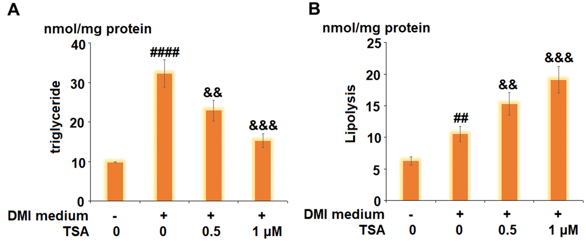 TSA promotes lipolysis during 3T3-L1 adipogenesis. Cells were incubated with differentiation cocktail (DMI) medium with TSA (0.5 and 1 μM). (A) Total level of triglyceride; (B) Lipolysis is shown as glycerol release (n=5-6, ##, ####, P