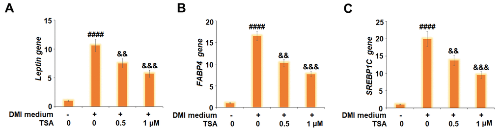 TSA suppresses the expression of Leptin, FABP4, and SREBP1C during 3T3-L1 adipogenesis. Cells were incubated with a differentiation cocktail (DMI) medium with TSA (0.5 and 1 μM). (A) mRNA of Leptin; (B) mRNA of FABP4; (C) mRNA of SREBP1C (n=5-6, ####, P