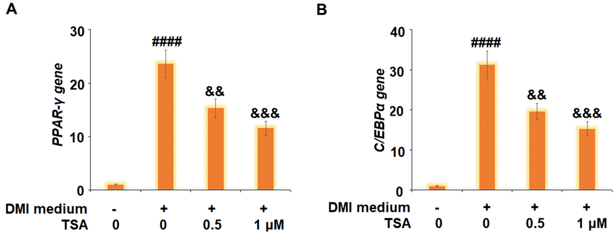 TSA suppresses the expression of adipogenic and lipogenic transcriptional factors in 3T3-L1 cells. Cells were incubated with a differentiation cocktail (DMI) medium with TSA (0.5 and 1 μM). (A) mRNA of PPAR-γ; (B) mRNA of C/EBPα (n=5-6, ####, P