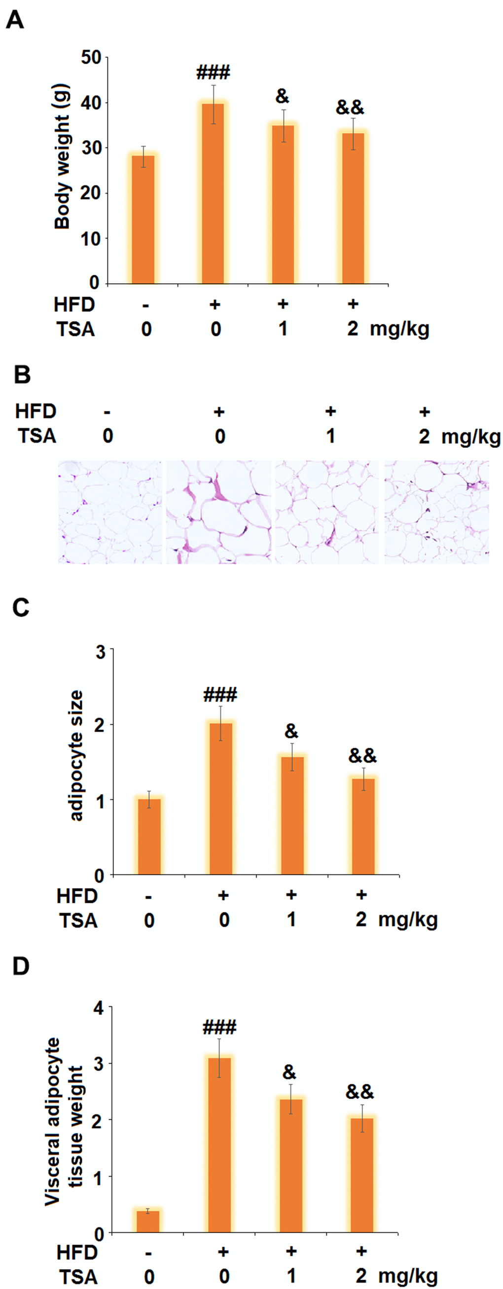 TSA reduces the weight of visceral adipocyte tissue and the bodyweight of HFD-induced obese mice (10 weeks, start with 6-8 weeks old B6 male mice). (A) Bodyweight; (B) Histological sections of visceral adipocyte tissue; (C) Quantification of adipocyte size; (D) Visceral adipocyte tissue weight (n=5-6, ###, P