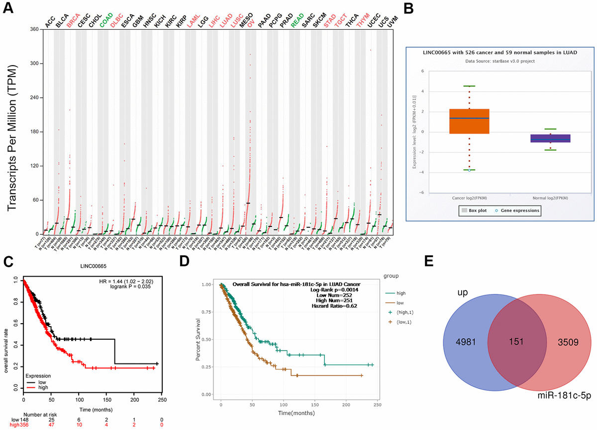 Bioinformatics analysis of the expression and clinical value of LINC00665 in LUAD. (A) The expression patterns of LINC00665 in different kinds of cancers were identified using GEPIA software. (B) StarBase bioinformatics method was applied to analyze the different expression levels of LINC00665 in LUAD tissues and the normal samples. (C) TCGA database showed that high expression of LINC00665 predicted a poor prognosis in LUAD patients. (D) StarBase bioinformatics method was used to assess the relationship between miR-181c-5p expression levels of the overall survival in LUAD. (E) Venn image showing the genes which was not only upregulated in LUAD but also under the regulation of miR-181c-5p.