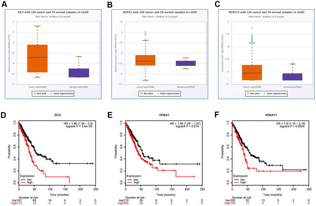 Bioinformatics analysis of the expression correlations and clinical values of ZIC2, HOXA1 and HOXA11 in LUAD. (A–C) StarBase bioinformatics method was used for analyze the levels of ZIC2, HOXA1 and HOXA11 in LUAD tissues and the normal samples. (D–F) TCGA database was used to evaluate the relationships between the expression levels of ZIC2, HOXA1 and HOXA11 and the overall survival rates in LUAD patients.