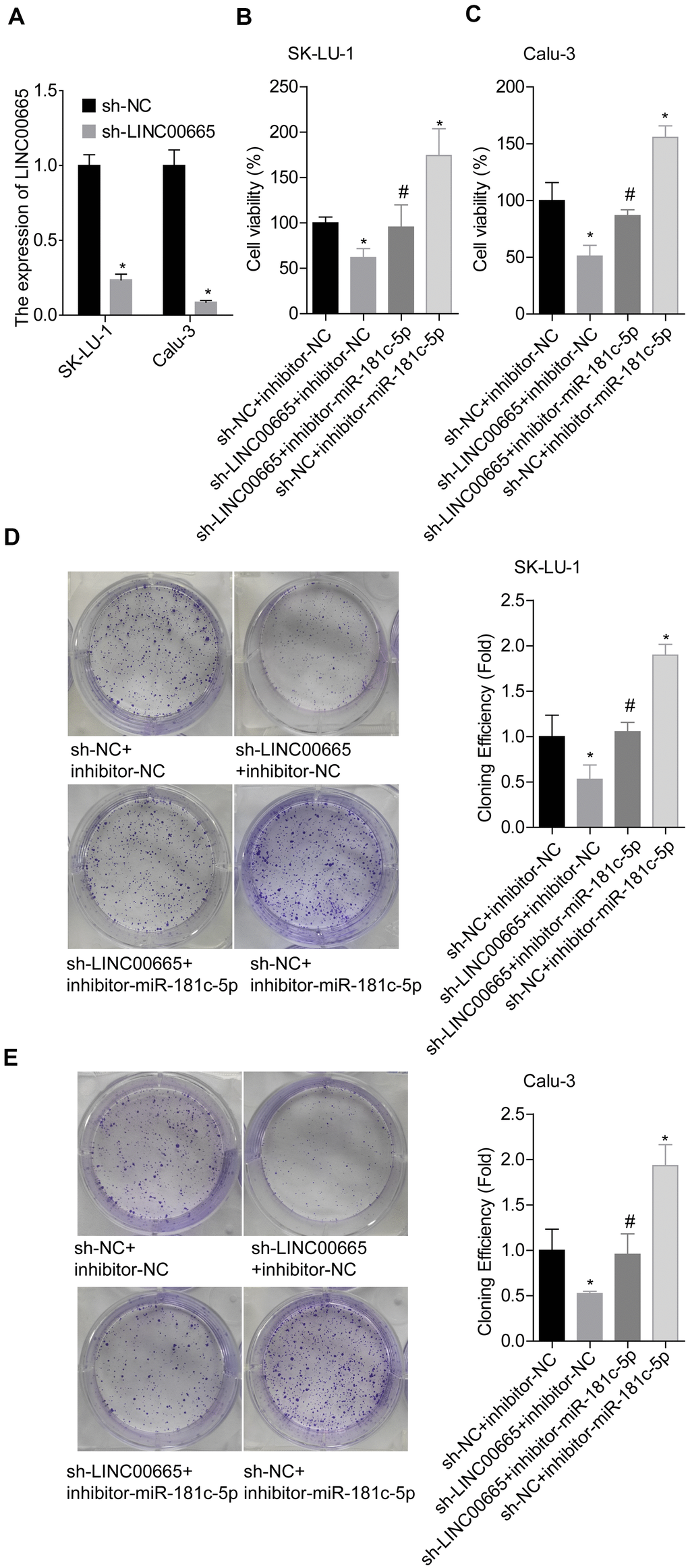 Assessment of the function of LINC00665/miR-181c-5p axis in modulating LUAD cell growth. (A) The expression of LINC00665 was detected by RT-PCR after sh-LINC00665 was stably transfected into SK-LU-1 and Calu-3 cells. Stably transfected SK-LU-1 and Calu-3 cells (sh-NC + inhibitor-NC, sh-LINC00665 + inhibitor-NC, sh-LINC00665 + inhibitor-miR-181c-5p, sh-NC + inhibitor-miR-181c-5p) were collected and subjected to the following assays. (B, C) Cell viability was assessed by CCK-8 assay. (D, E) Cell clone formation was detected by clone formation assay. (*p0.05, vs. sh-NC + inhibitor-NC group; #p0.05, vs. sh-LINC00665 + inhibitor-NC group).