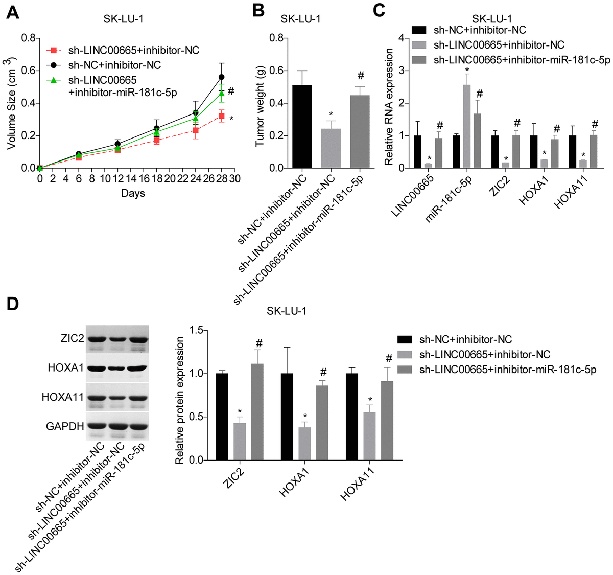 LINC00665 downregulation repressed tumor growth via regulating miR-181c-5p/ZIC2. (A, B) Tumor-bearing mice were constructed to assess the tumorigenesis of SK-LU-1 cells with sh-NC+inhibitor-NC, sh-LINC00665+inhibitor-NC or sh-LINC00665+inhibitor-miR-181c-5p stable transfection. (C) RT-PCR technology was applied to test the mRNA levels of LINC00665, miR-181c-5p, ZIC2, HOXA1 and HOX11 in tumors. (D) The protein levels of ZIC2, HOXA1 and HOXA11 in mouse tumor tissues were determined by western blotting assay. (*p0.05, vs. inhibitor-NC+sh-NC group; #p0.05, vs. inhibitor-miR-181c-5p+sh-NC group).