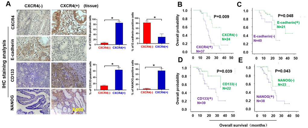 Pathological and clinical prognostic analyses of CXCR4, EMT-and CSC-related protein expressions in epithelial ovarian cancer patients. (A) Expressions of CXCR4 and E-cadherin, N-cadherin, CD133, and NANOG in EOC and benign epithelial ovarian tumour tissues were analysed by immunohistochemistry (IHC) staining with the indicated antibody against each protein examined. Notably, presence of CXCR4 expression is in epithelial ovarian cancer (EOC) tissues (mainly located in cytoplasm), but absence of CXCR4 expression in benign epithelial ovarian tumour tissues. E-cadherin expression was higher in CXCR4-negative EOC tissues than in CXCR4-positive samples. Tumour cells in the CXCR4-negative section did not express N-cadherin or vimentin, whereas some tumour cells in the CXCR4-positive section expressed vimentin, snail, CD44, CD133 and NANOG. (B–E) Kaplan–Meier survival curve analyses of the association between survival probability and CXCR4, E-cadherin, CD133 and NANOG expression using the log rank test E-cadherin (B); CXCR4 (C), CD133 (D), NONOG (E) expression.