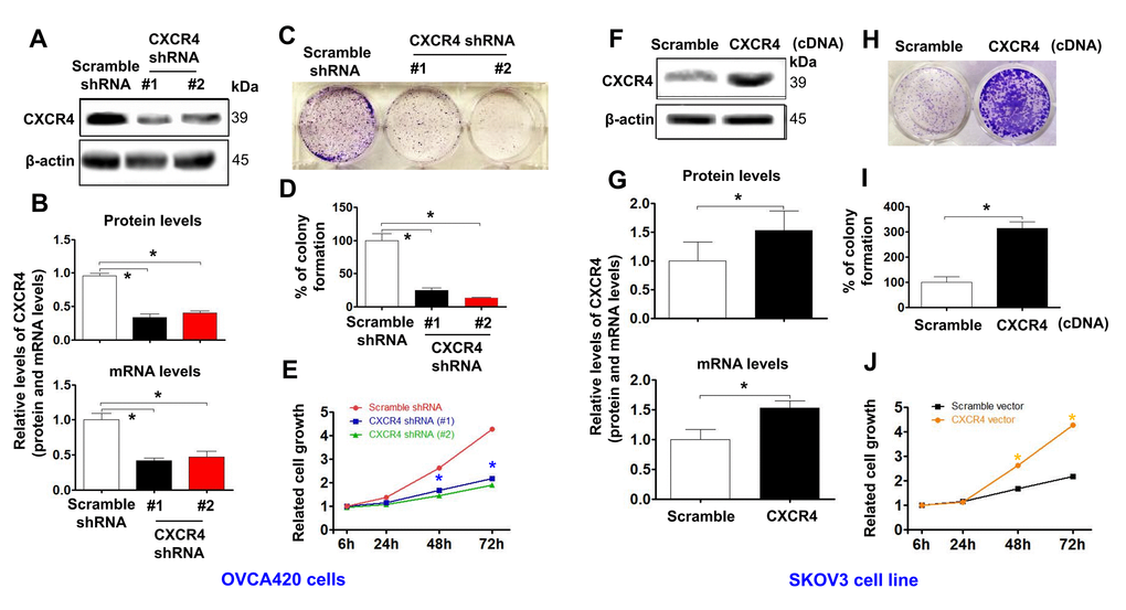 Determining effects of CXCR4 knockdown on diminishing the cancer (EOC) proliferation capacity. CXCR4 expression in CXCR4-kD#1/OVCA420 (CXCR4 shRNA#1), CXCR4-kD#2/OVCA420 (CXCR4 shRNA#2) (A, B) and CXCR4/SKOV3 (CXCR4 cDNA) (F, G) cells were analysed by Western blotting (WB) and qRT-PCR, respectively. The cancer (EOC) proliferation capacity was determined by colony formation assay (C, H) with percentage of colony formation (D, I) in both OVCA420 and SKOV3 stable cell lines modified by CXCR4 knockdown or overexpression, respectively. The MTT assay was used to measure the proliferation of the CXCR4-shRNA knockdown OVCA420 (E) and CXCR4-overexpressed SKOV3 (J), respectively. Absorbance was measured at 490 nm using the average from triplicate wells. Data are presented as the mean ± SD of three independent experiments. Asterisk indicates Pt test.