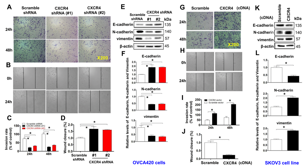 Examining effects of CXCR4 knockdown on decreasing the cancer (EOC) invasion capacity. A transwell tumour cell invasion assay showed that knockdown of CXCR4 reduced the invasion ability of OVCA420 cell lines (A) and that overexpression of CXCR4 enhanced the invasion ability of SKOV3 cells (G). The number of invaded cells were quantified by counting the total number of cells from 10 random fields (magnification, 200X) (C, I). A wound-healing assay showed that knockdown of CXCR4 reduced the migration ability of OVCA420 cells (B, D) and that overexpression of CXCRC4 enhanced the migration ability of SKOV3 cells (H, J), respectively. The effects of CXCR4 on the expression of EMT-related E-cadherin, N-cadherin and vimentin protein levels indicated in both CXCR4-knockdown OVCA420 (E) and -overexpressed SKOV3 (K) cell lines were analysed by WB with the indicated antibody against each protein examined, respectively. Band density ratios of each protein indicated to β-actin were determined by densitometry analysis (F, L). Data are presented as the mean ± SD of three independent experiments. Asterisk indicates P