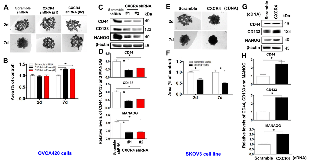 Determining effects of CXCR4 overexpression on augmenting the cancer (EOC) spheroid formation capacity. A spheroid culture in hanging drops assay showing that knockdown of CXCR4 reduced the spheroid formation ability of OVCA420 cells (A) and that overexpression of CXCRC4 enhanced the spheroid formation ability of SKOV3 cells (E), which were quantified by counting the total spheroid hanging drop area (percentage of control) from both OVCA420 and SKOV3 spheroid culture experiments, respectively (B, F). Accordingly, the CXCR4 effects on expression of CSC-related CD44, CD133 and NANOG proteins in both CXCR4-knockdowned OVCA420 and overexpressed SKOV3 cells were analysed by WB with the indicated antibody against each protein examined, respectively (C, G). Band density ratios of each protein indicated to β-actin were determined by densitometry analysis (D, H). Data are presented as the mean ± SD of three independent experiments. Asterisk indicates Pt test.