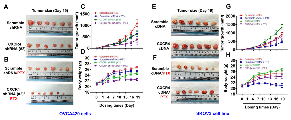 In vivo evaluating the effects of CXCR4 knockdown and overexpression chemosensitivity of both OVCA420 and SKOV3 tumour cells to PTX treatment in the xenograft tumour nude mouse model. Representative images (day 19) were recorded under macro view representing the size of tumours in the tumour xenograft mice (A, E), when combined with PTX treatment (B, F). Tumour volume (C, G) and body weight (D, H) changes following CXCR4 knockdown and overexpression and, the combined treatment with paclitaxel (PTX) in the OVCA420 and SKOV3 tumour cell xenograft model, respectively. Data represent the means ±S.D. from six nude model mice for each time point examined. Asterisk indicates Pt test.