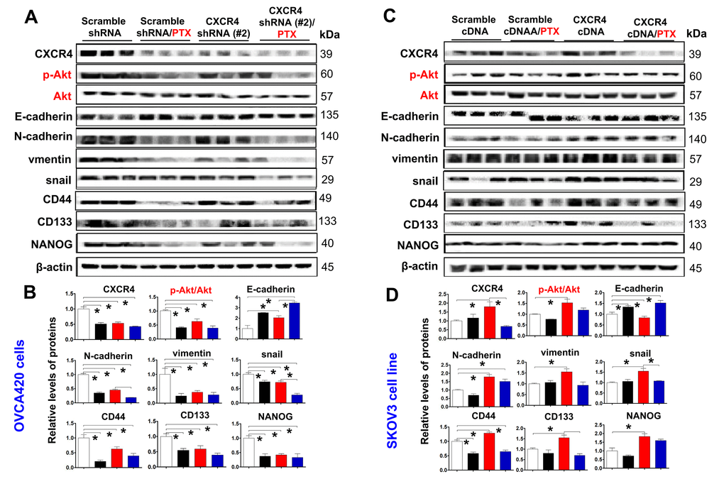 Ex vivo evaluating the role of CXCR4 knockdown in improving PTX chemosensitivity through reduction of PI3K/Akt/mTOR signalling, EMT- and CSC-related protein expressions. CXCR4, EMT-and CSC-related protein expressions, as well as PI3K/Akt/mTOR signalling pathway in both OVCA420 (A) and SKOV3 (C) cells derived from the tumour xenograft model were analysed by WB using the indicated antibody against each protein examined. Band density ratios of p-Akt to Akt, and CXCR4, E-cadherin, N-cadherin, vimentin and snail, CD44, CD133 and NANOG to β-actin were determined by densitometry analysis, respectively (B, D). Data are presented as the mean ± SD of three independent experiments with triplicated wells for each condition. Asterisk indicates Pt test.