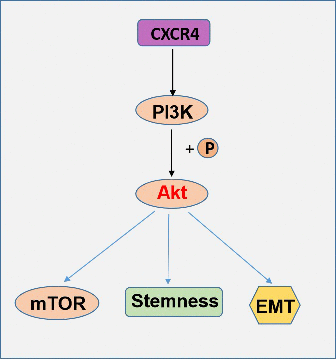A schematic model of CXCR4 contributes distinctively to PI3K/Akt/mTOR pathway effects in EOC.