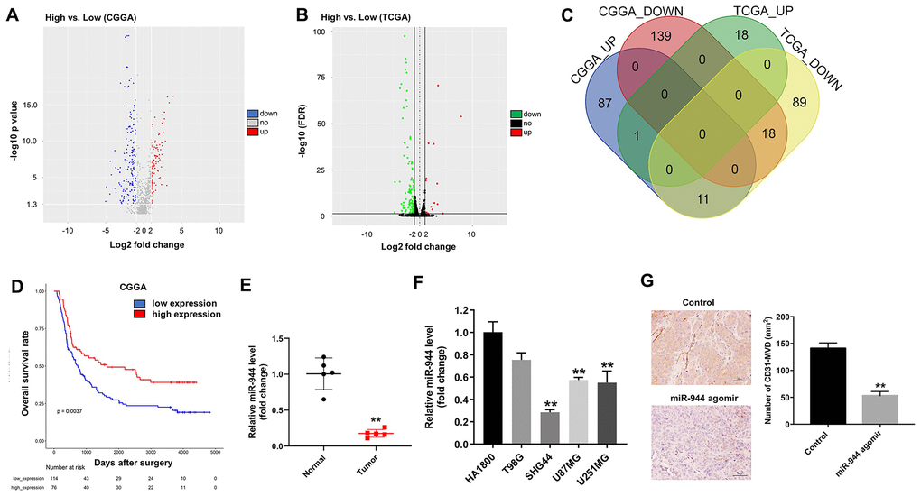 Identification of differentially expressed miRNAs in gliomas from CGGA and TCGA datasets. (A, B) Volcano plots show upregulated (red dots) and downregulated (blue dots) miRNAs in the glioma datasets from (A) CGGA and (B) TCGA databases. (C) Venn diagram shows the numbers of upregulated and downregulated miRNAs or DEMs that are common to both CGGA and TCGA datasets. (D) Kaplan-Meier survival curves show overall survival of glioma patients with low (n=114; blue line) or high (n=76; red line) miR-944 expression in the CGGA dataset. (E) RT-qPCR analysis shows miR-944 expression in glioma tissues and adjacent normal tissues. **P F) RT-qPCR analysis shows miR-944 expression in HA1800 cells and human glioma cell lines, T98G, SHG44, U87MG, and U251MG. **P G) Immunohistochemical (IHC) staining results show CD31 staining of xenograft glioma cell tumor tissues derived from subcutaneous injections of SHG44 cells into nude mice. As shown, positive CD31 staining shows microvessel density in control, agomiR-944- or agomiR-NC-injected xenograft glioma cell tumors at 3 weeks. The tumors were directly injected with 50 nM agomiR-944 or agomiR-NC, twice every week for 3 weeks. **P 