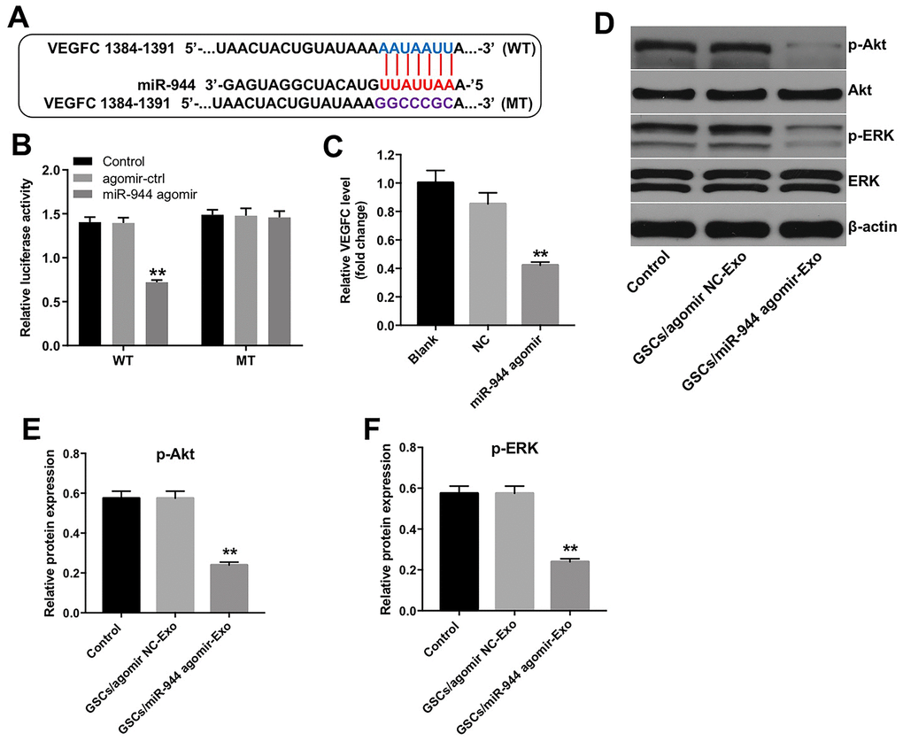 Exosomal miR-944 derived from GSCs suppresses angiogenesis of HUVECs by targeting VEGFC. (A) Targetscan analysis results show miR-944 binding sites in the 3’UTR of VEGFC. The mutated miR-944 binding site in the 3’UTR of VEGFC is also shown. (B) Dual luciferase reporter assay results show relative luciferase activity in HUVECs co-transfected with agomiR-NC or agomiR-944 plus luciferase vector with VEGFC-3’UTR-WT or VEGFC-3’UTR-MUT. A blank control was also included. **P C) RT-qPCR analysis shows VEGFC levels in HUVECs transfected with agomiR-NC or agomiR-944. **P D–F) Western blot analysis shows expression levels of p-Akt, Akt, p-ERK, and ERK in HUVECs co-cultured with GSC/agomiR-NC-Exo and GSC/agomiR-944-Exo for 24 h. The relative expression levels of p-Akt and p-ERK in HUVECs were normalized to total Akt and total ERK levels, respectively. **P 