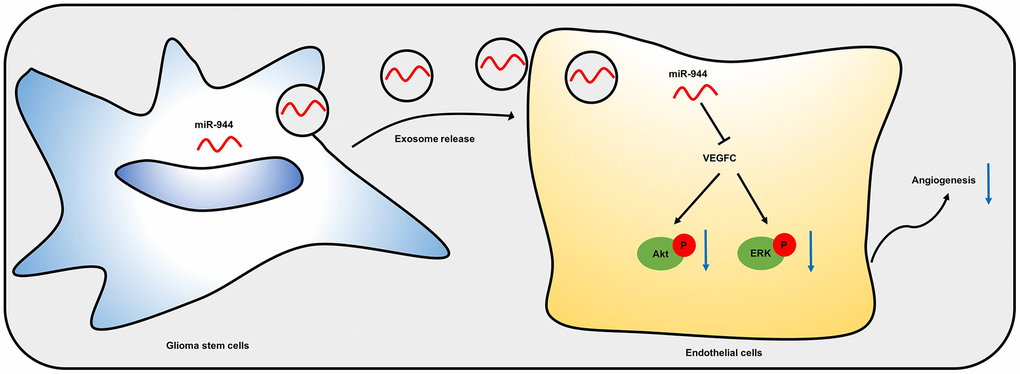 A schematic model shows mechanistic role of miR-944 in glioma angiogenesis. Exosomal miR-944 derived from GSCs reduces angiogenesis of HUVECs by inhibiting VEGFC expression and suppressing the activation of Akt/ERK signaling pathways.